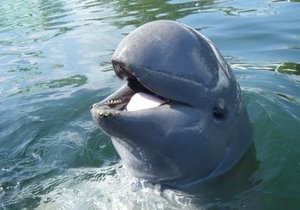 Pod of Endangered Dolphins Discovered - Gansbaai Daily News